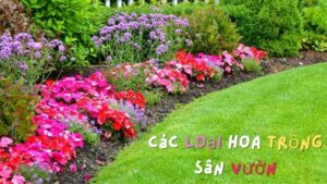 Top 10 Các Loại Hoa Trồng Sân Vườn Tô Điểm Cho Khu Vườn Của Bạn