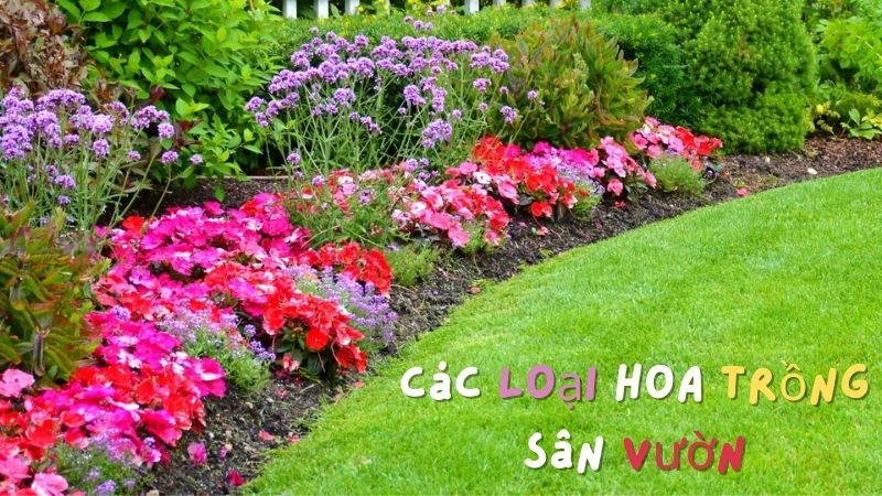 Top 10 Các Loại Hoa Trồng Sân Vườn Tô Điểm Cho Khu Vườn Của Bạn